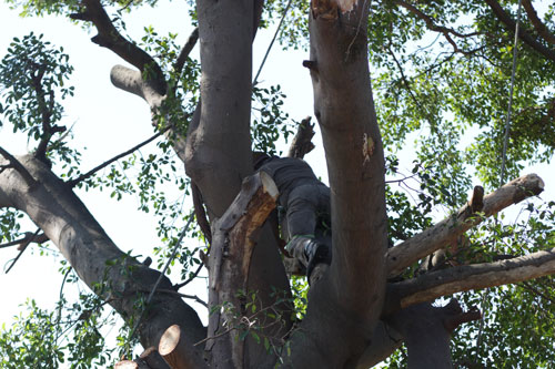 CPS Treefelling & Landscaping