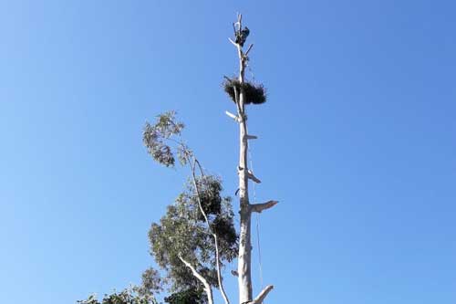 CPS Treefelling & Landscaping