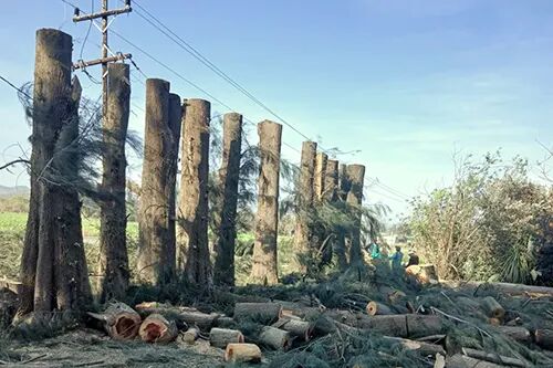 CPS Treefelling & Landscaping