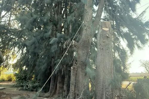 CPS Treefelling & Landscaping